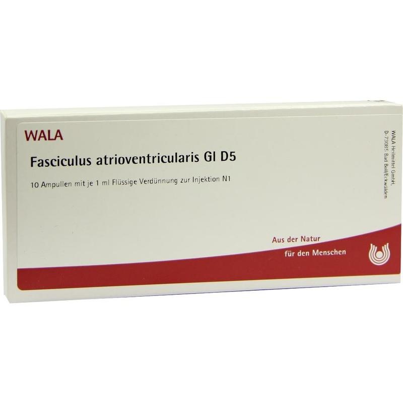 FASCICULUS atrioventricularis GL D 5 Ampullen